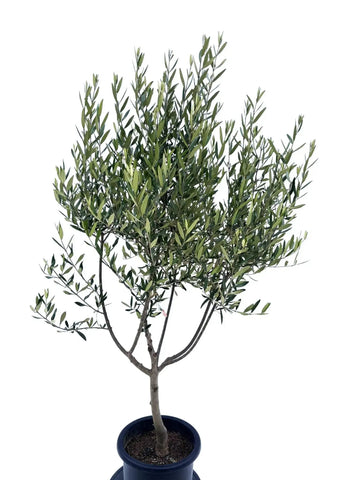 オリーブの木 アスコラーナ 7号 約140cm NO.846 現品掲載 オリーブの木