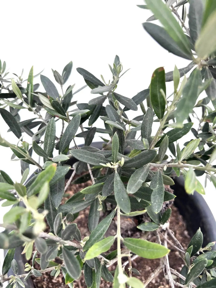 オリーブの木 ホジブランコ 7号 約135cm NO.704 人気品種 現品掲載