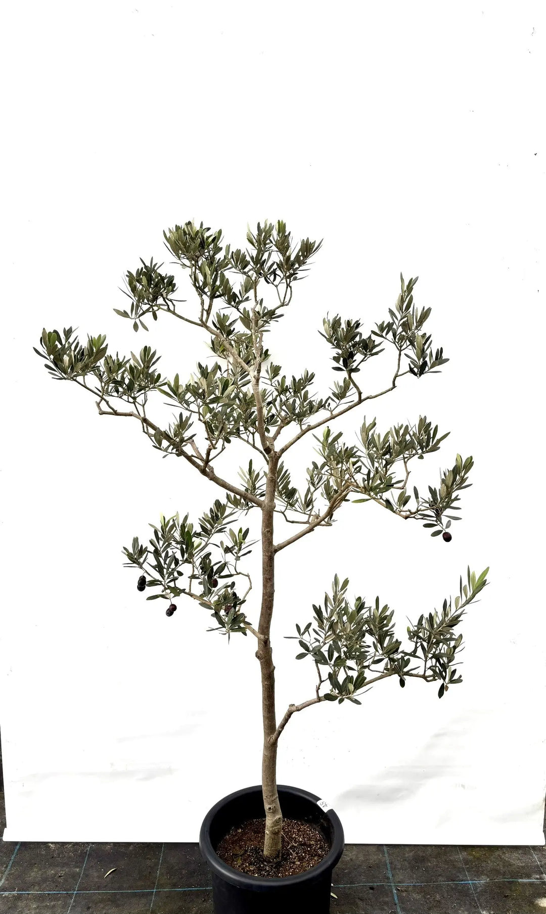 K-48-1_1080x.jpg?v=1732159793