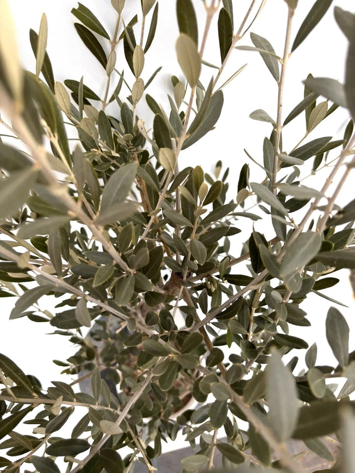 NEWセントキャサリン（オリーブの木）｜Sサイズ｜K-342｜約130cm｜希少