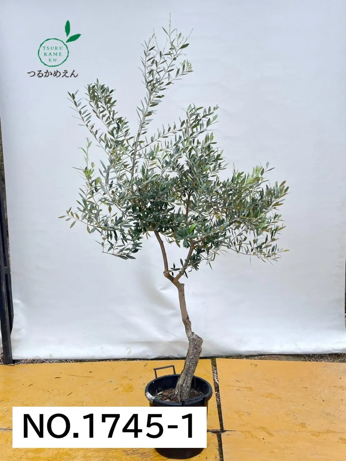 人気・銀葉】レッチーノ（オリーブの木）〈大型商品〉｜220cm｜XL