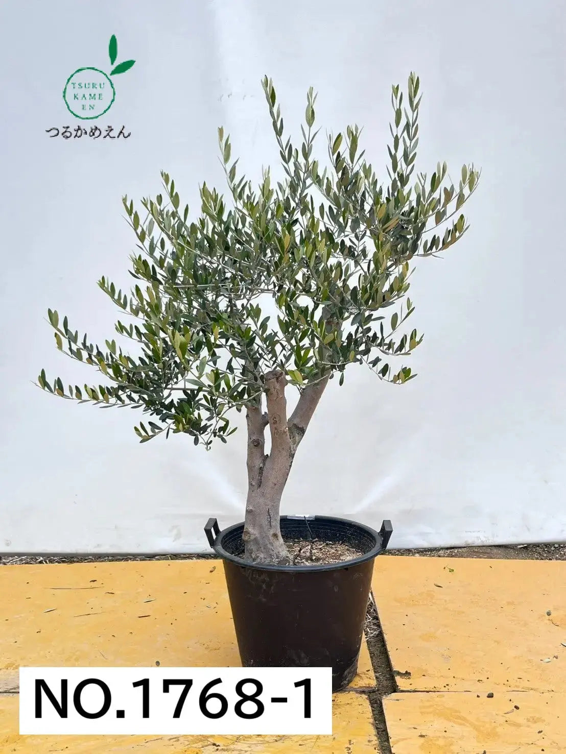 ミッション XLサイズ 約150cm NO.1768 オリーブの木 古木 - 株式会社鶴亀園