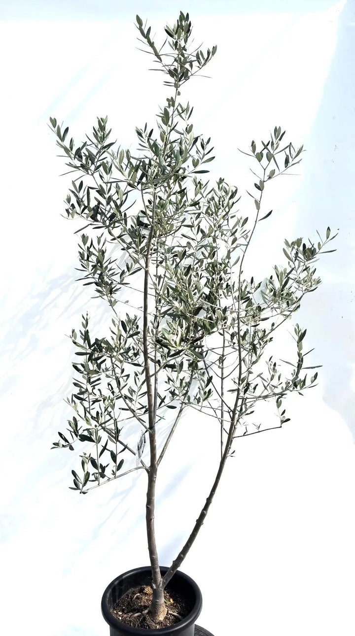 T*a様 【AL1167】オリーブの木 ルッカ 古木 AL1167】オリーブの木