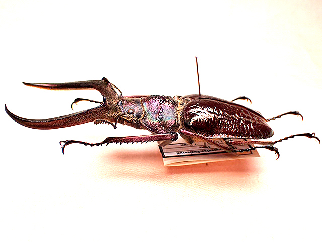 ☆セール！フェイスタメルシワバネクワガタ♂77mm標本☆ - INSECT ULTIMA