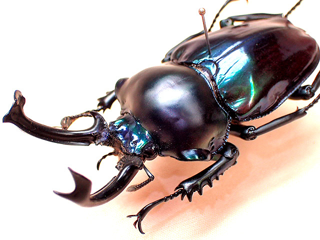 ☆シリーズ最高！ブルー系ニジイロクワガタ♂57mm標本☆ - INSECT ULTIMA
