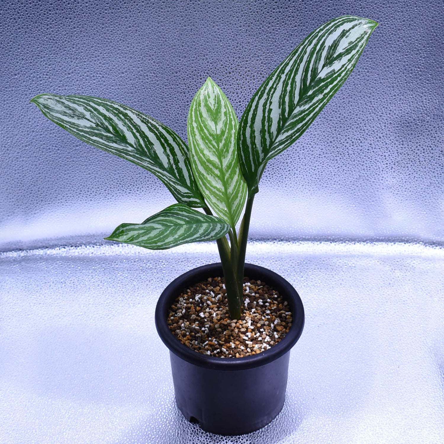 カーティシー＞Aglaonema Nitidum “Curtisii” UND211118 – undried