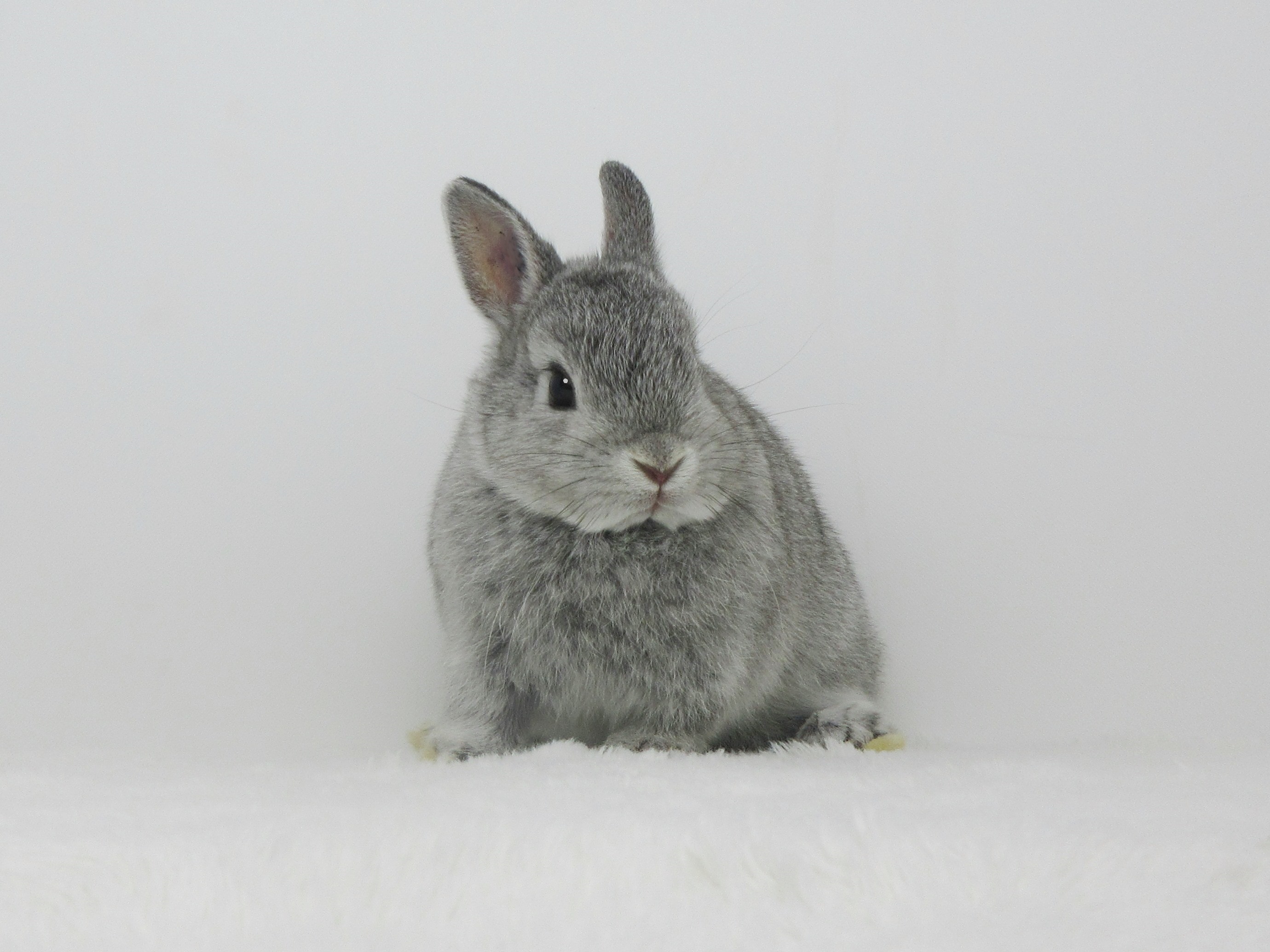 NDチンチラ10/23♀(G6) - 九州うさぎCLUB | 福岡市東区のネザーランド