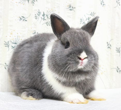 ネザーランドドワーフ A77 ブロークンブルー 男の子 うさぎ専門店