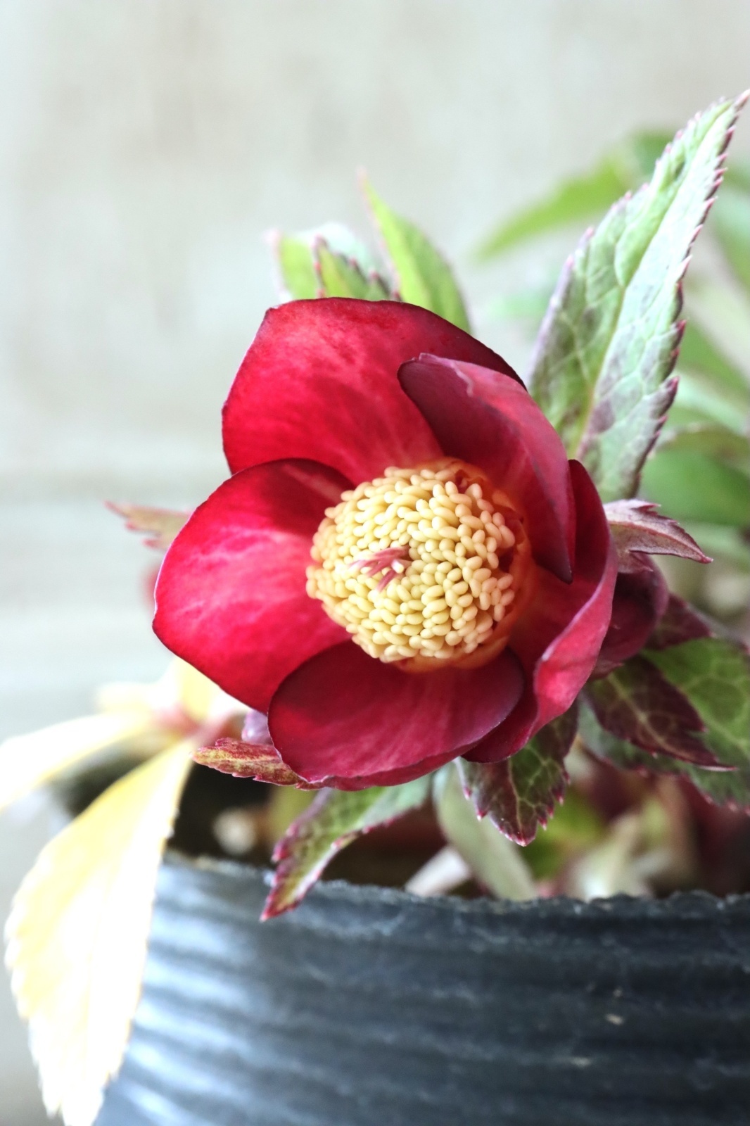 クリスマスローズ ミスティーク ss 大木ナーセリー 開花苗 6号鉢