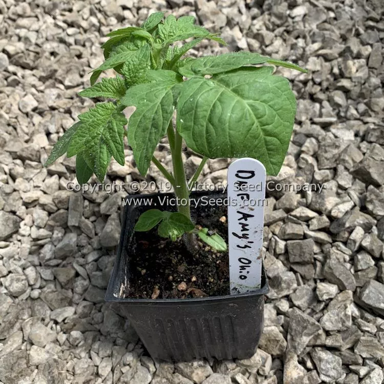 Dwarf Amy's Ohio Tomato - Victory Seed Company