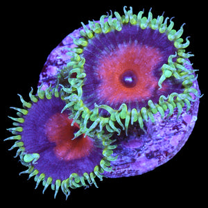 FJ6A5806copy_ed8a2c00-38cc-