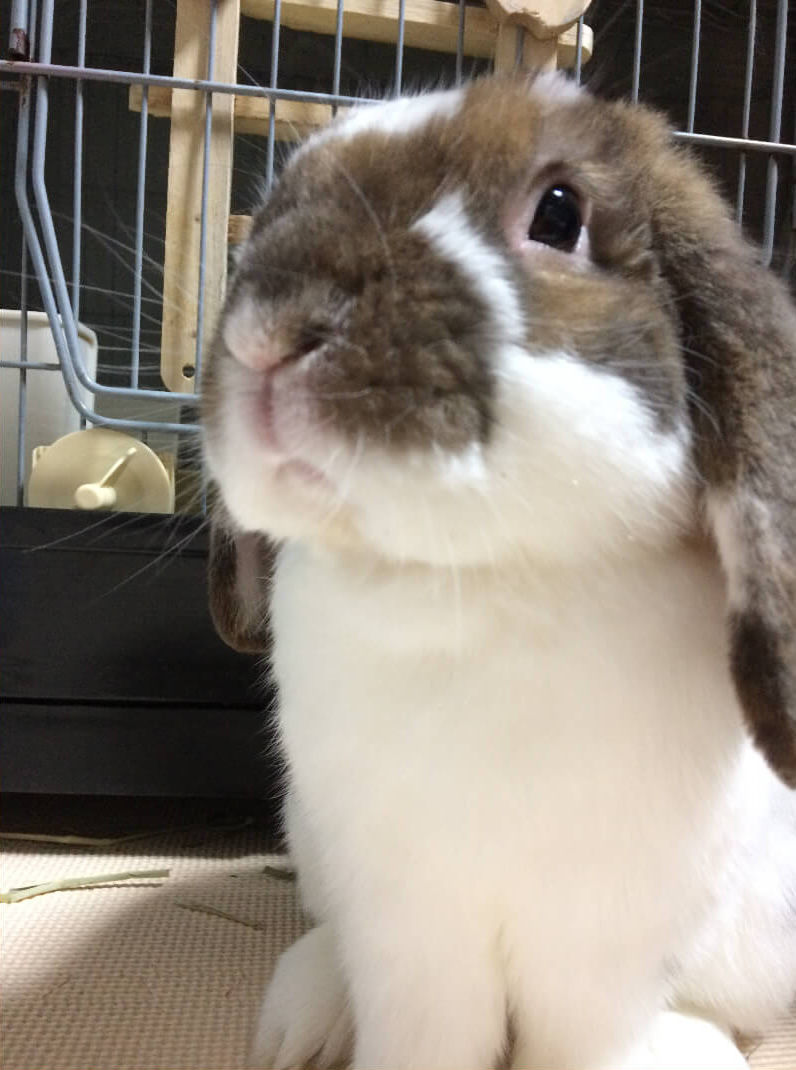 ぴょん太 - 株式会社ウーリー｜うさぎの食彩工房