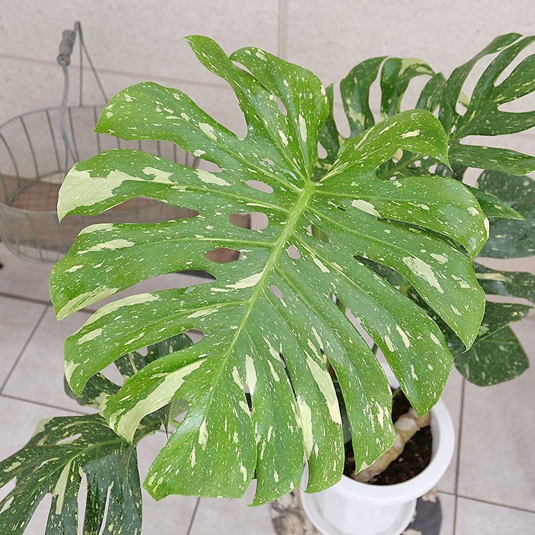 希少種・マニア向け】モンステラ・デリシオーサ 斑入り(ふいり)-006 8