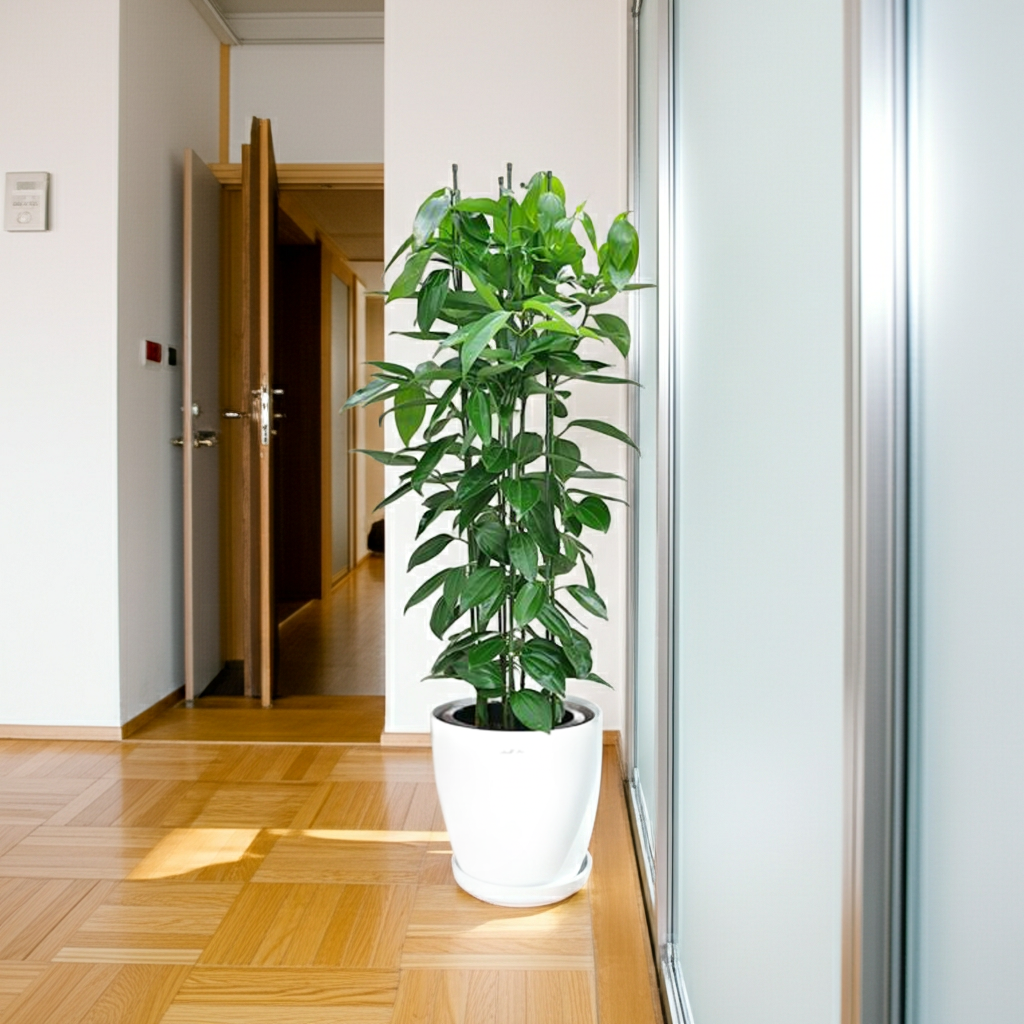 シナモン（セイロンニッケイ） 10号鉢 観葉植物と植木鉢の専門店