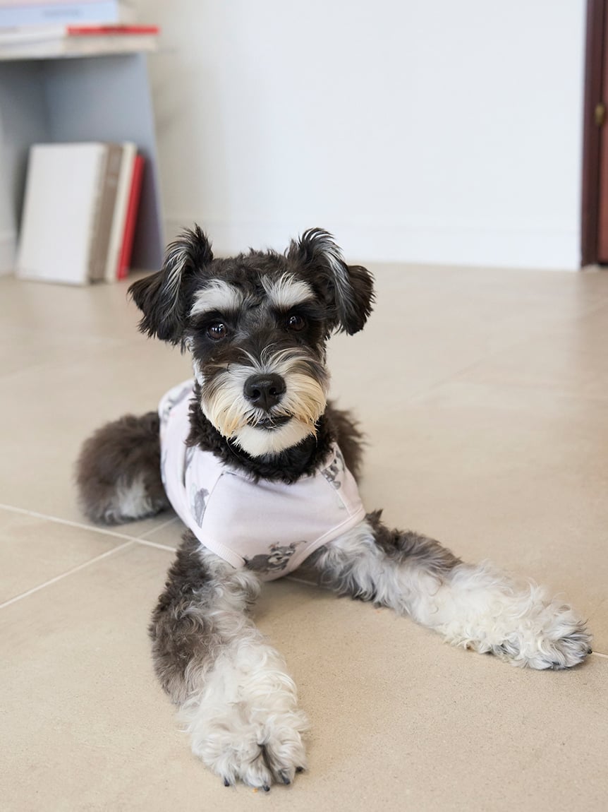 gelato pique（ジェラートピケ）【CAT&DOG】【販路限定商品