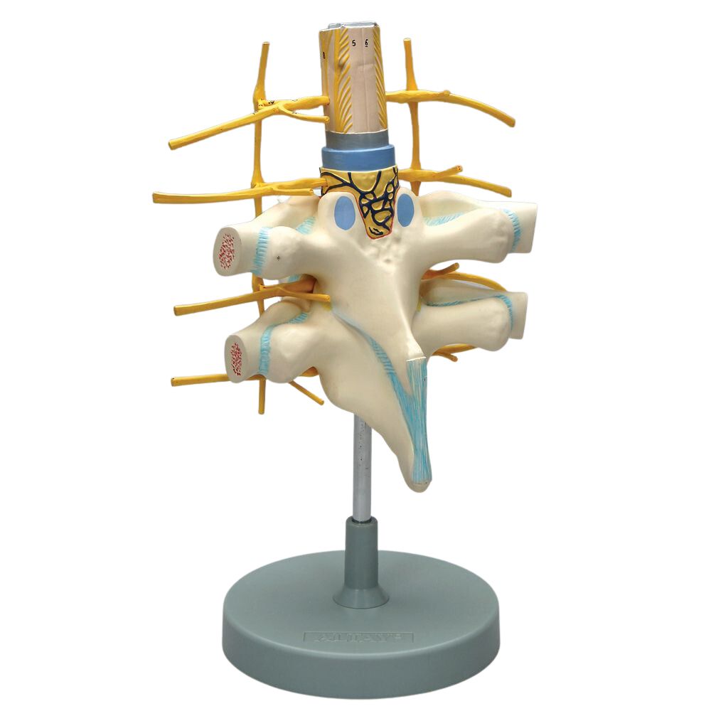 Altay Human Vertebrae Spinal Cord Dissection Model | Carolina