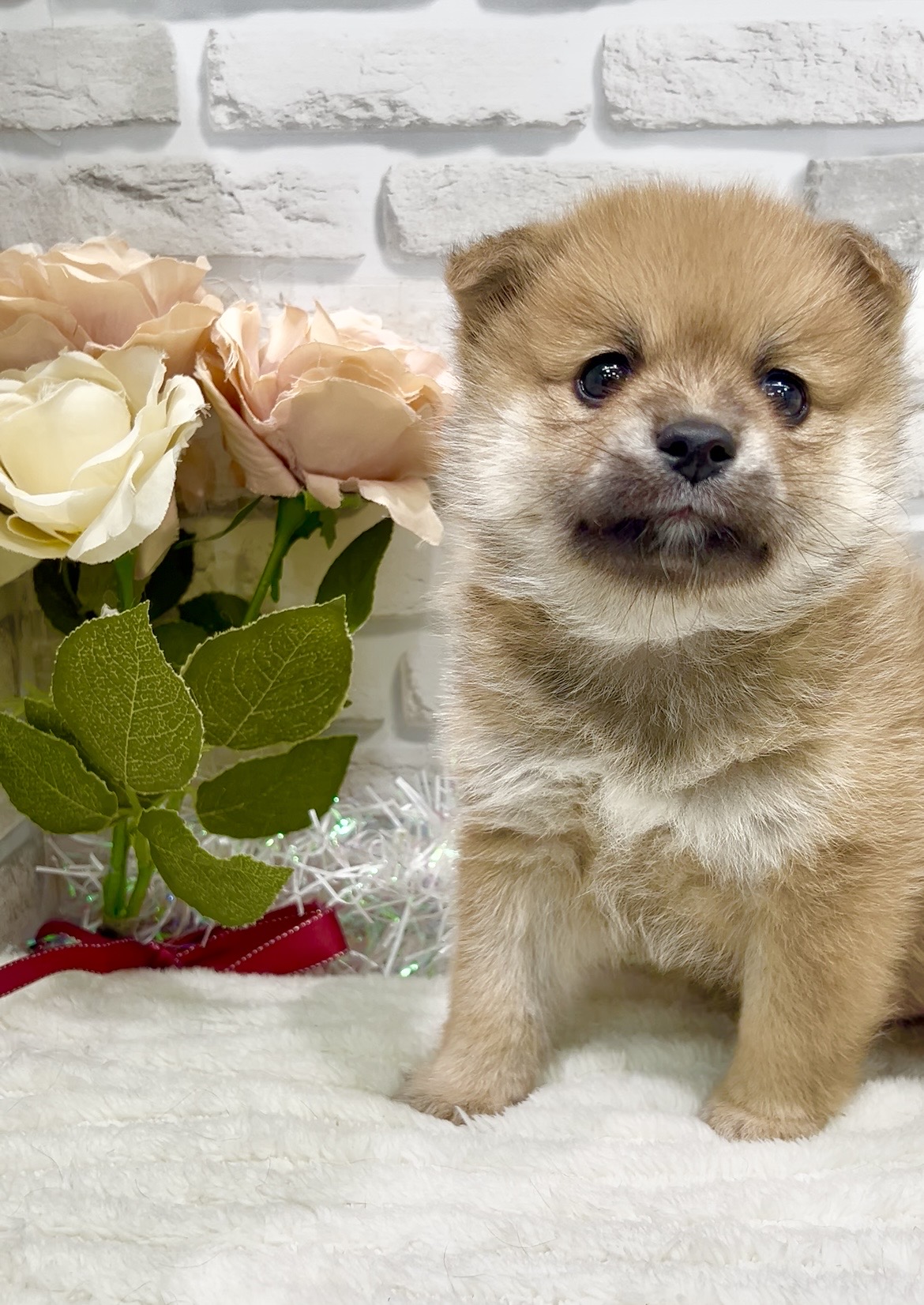 ペットショップならセンチュリーペット