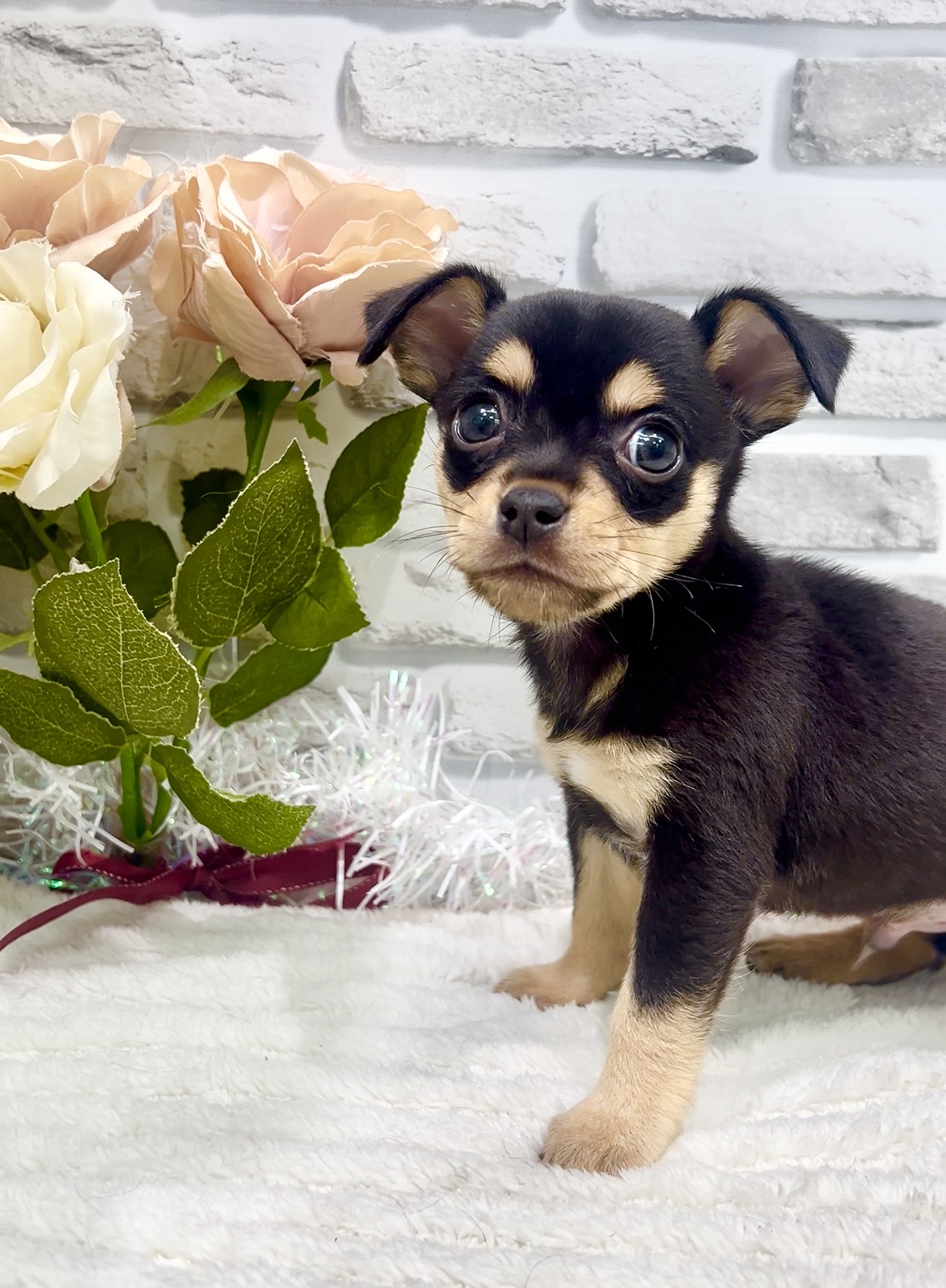 ペットショップならセンチュリーペット