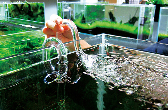 STORY 02 - Lily Pipe | ADA