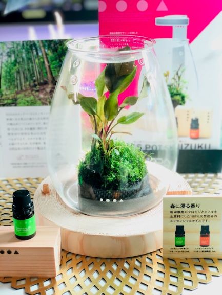 DOOA GLASS POT SHIZUKU | アクアレビュー｜ADA正規代理店ネイチャー