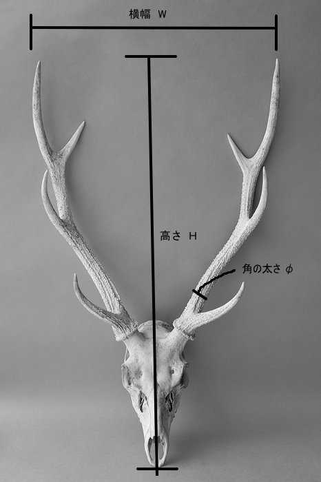 鹿の角 ニホンジカ 3頭 自然の鹿の角 一対 約42センチ 自然の鹿の角