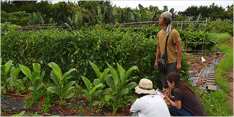 アーユルヴェーダの薬草・ハーブ」アーユルヴェーダライフ管理人