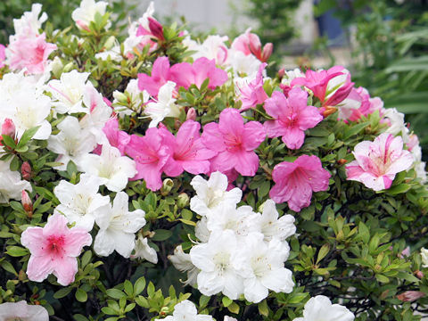 サツキ (Rhododendron indicum)