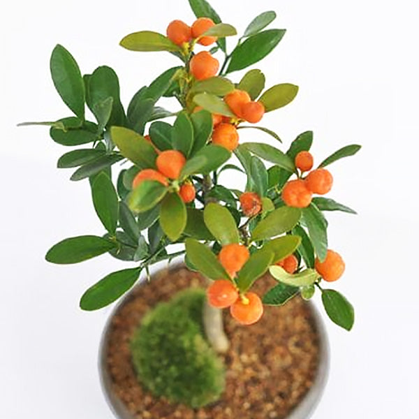 キンズ かわいい実のなる盆栽の盆栽を販売｜入門は盆栽妙 – 盆栽妙 本店