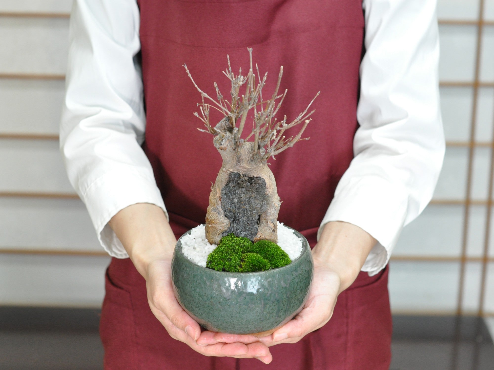 三河盆栽 カエデ 楓 小品素材 小品盆栽 変わり木 カエデ盆栽♪ 三河