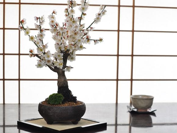 白梅 信楽焼鉄鉢の盆栽を販売｜入門は盆栽妙 – 盆栽妙 本店