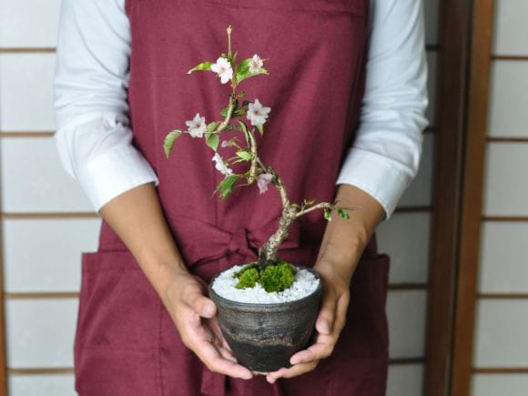 中品盆栽、十月桜[斜幹模様木]花、花芽付き やや傷や