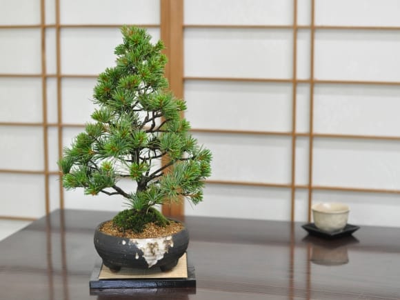 赤石五葉松 中品の盆栽を販売｜盆栽妙 – 盆栽妙 本店