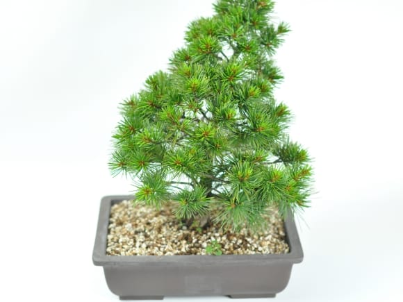 赤石五葉松 素材木の盆栽を販売｜盆栽妙 – 盆栽妙 本店