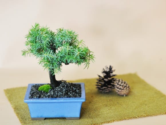 ミニ杜松の盆栽を販売｜盆栽妙 – 盆栽妙 本店