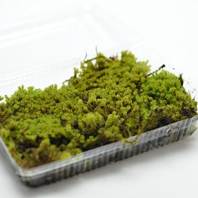 砂苔(スナゴケ)大トレー(5枚セット)を販売｜盆栽妙 – 盆栽妙 本店