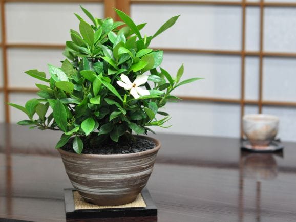 クチナシ 太幹の盆栽を販売｜盆栽妙 – 盆栽妙 本店