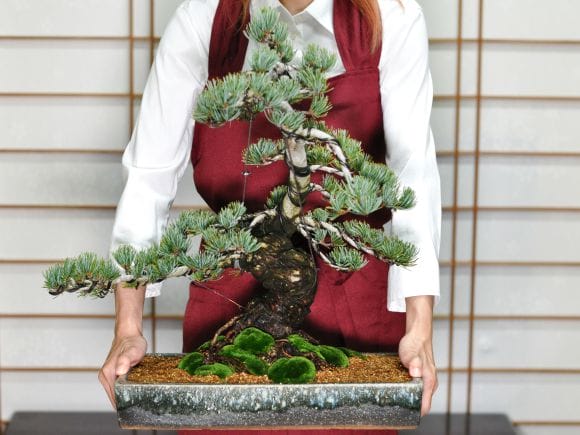 極上五葉松 松富士の盆栽を販売｜盆栽妙 – 盆栽妙 本店