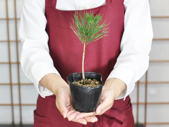 盆栽素材黒松Z 黒松 盆栽