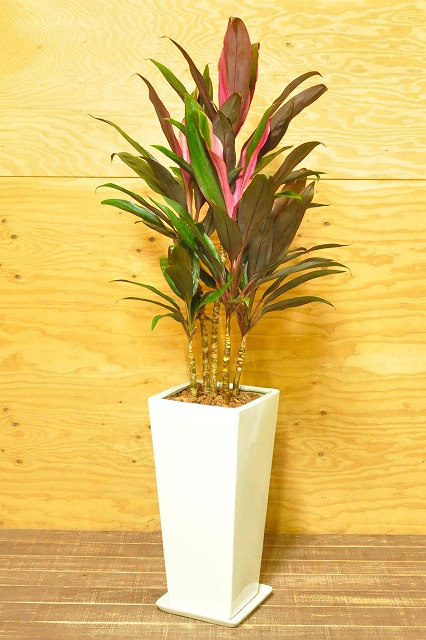 ドラセナ・サンセット