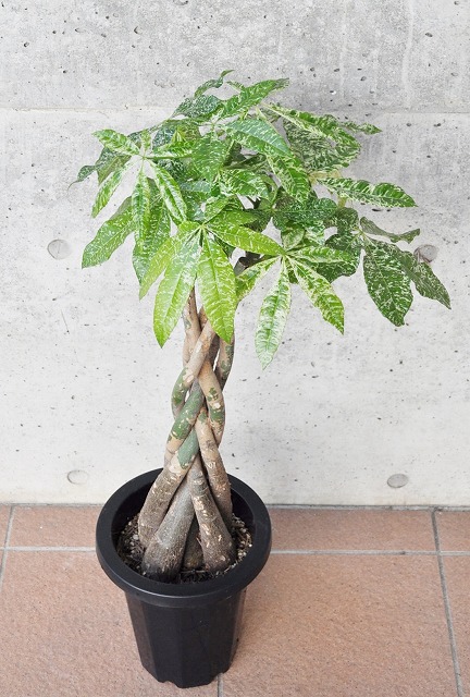 パキラ・ミルキーウェイ