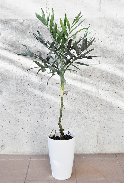 チャメドレア・テネラ(テネラヤシ)