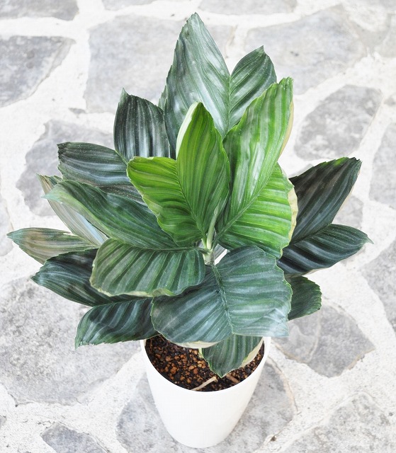 チャメドレア・テネラ(テネラヤシ)