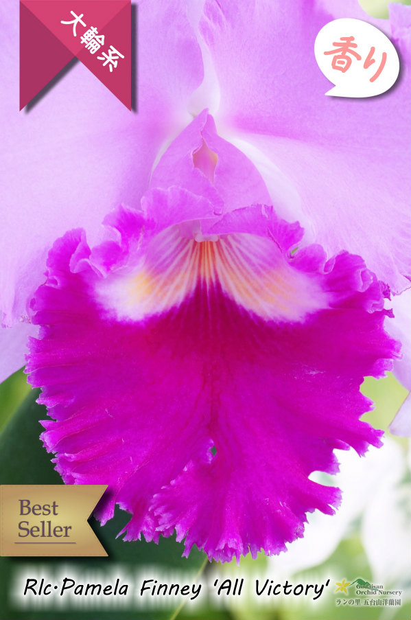 極大輪ラベンダー系カトレア】Rlc.Pamela Finney 'All Victory'（交配