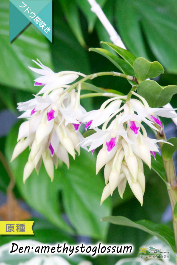 アメジスト色のリップがワンポイントな房咲きデンドロ原種】Dendrobium