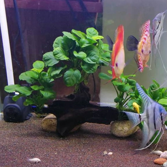 アヌビアス・ナナ (流木付き) – GreenYa