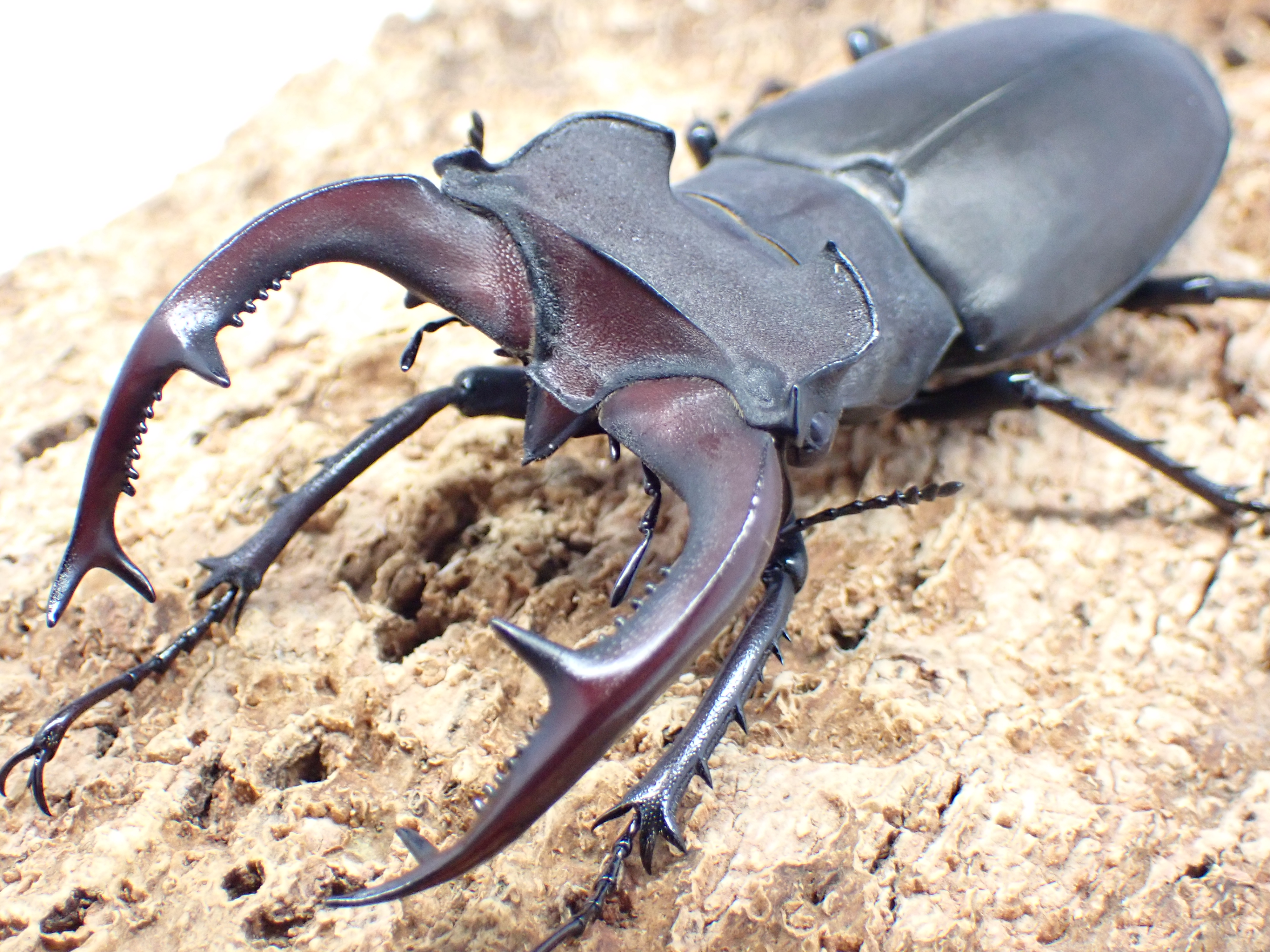 むしやどんぐり / 外国産ミヤマクワガタ