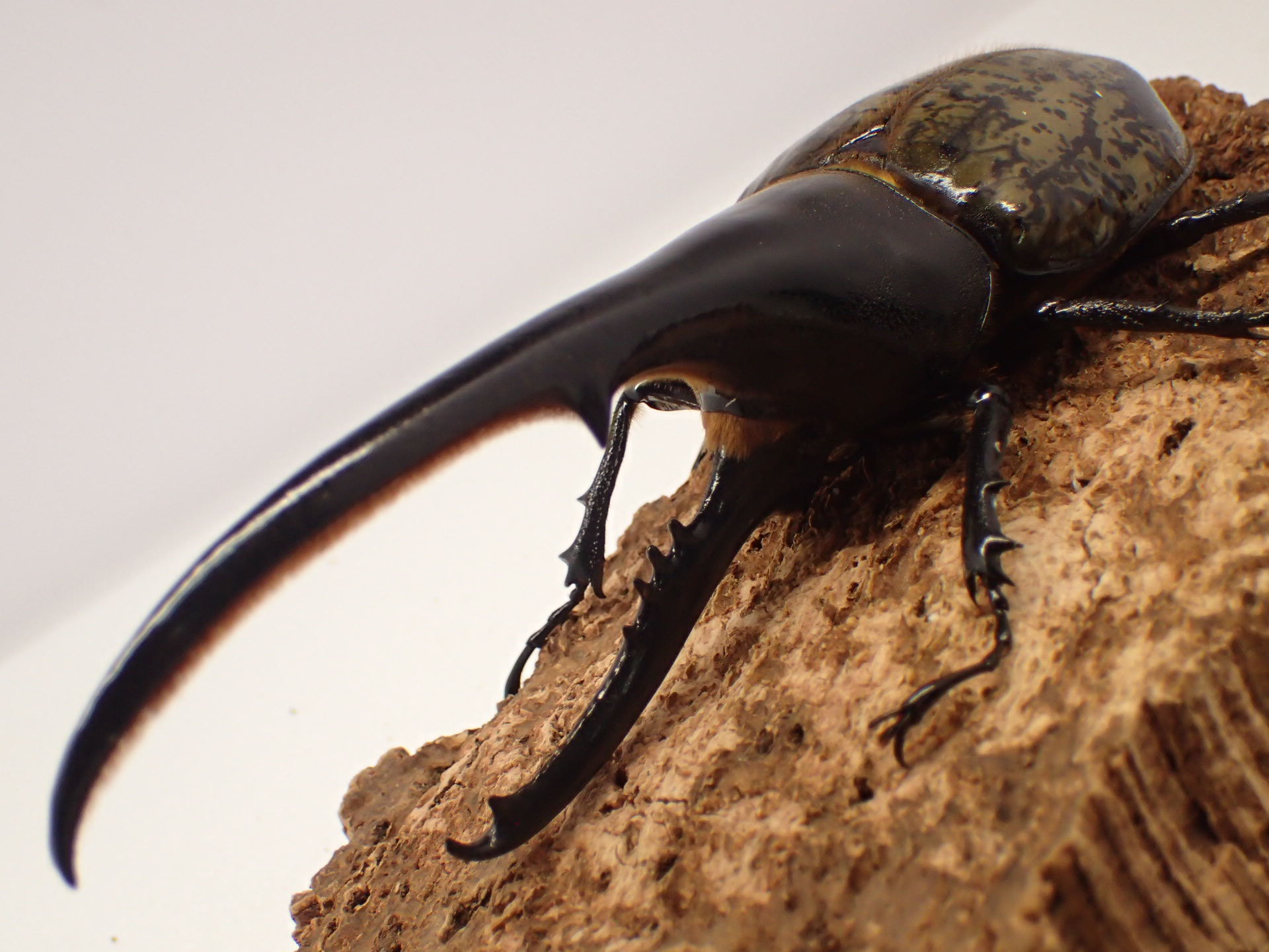 むしやどんぐり / ヘラクレスオオカブト原名亜種(ヘラクレス・ヘラクレス)