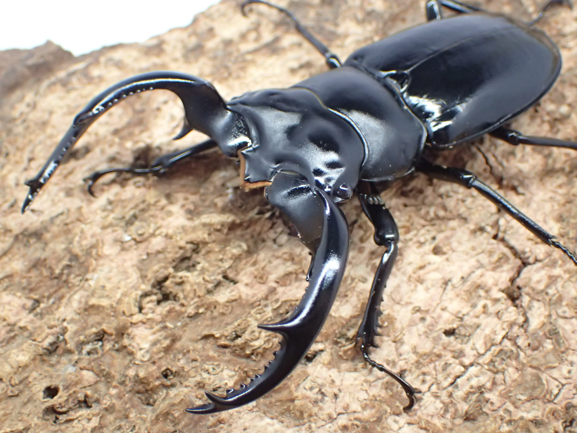 むしやどんぐり / ウエストウッディオオシカクワガタ