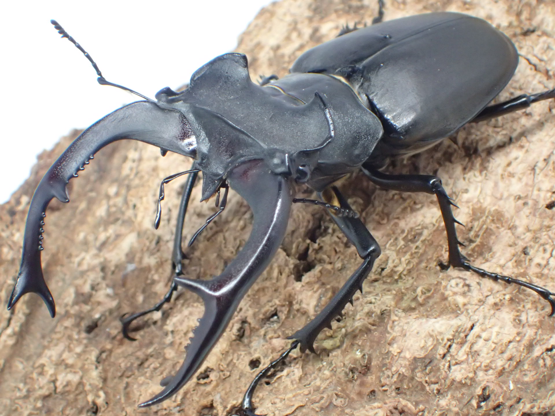 むしやどんぐり / ユダイクスミヤマクワガタ