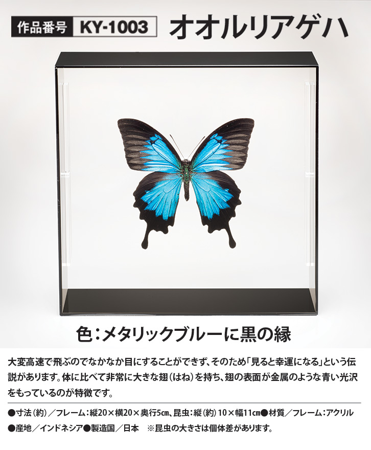 蝶標本 ナガサキアゲハ sipora島産 インドネシア 蝶標本